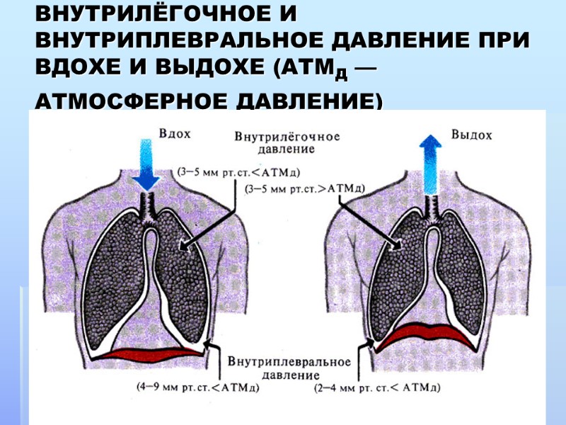 ВНУТРИЛЁГОЧНОЕ И ВНУТРИПЛЕВРАЛЬНОЕ ДАВЛЕНИЕ ПРИ ВДОХЕ И ВЫДОХЕ (АТМД — АТМОСФЕРНОЕ ДАВЛЕНИЕ)